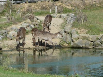 Cobe à croissant - 2023