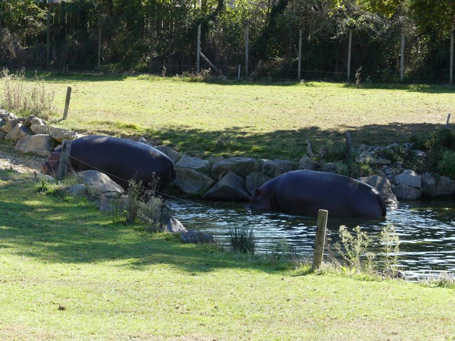 Hippopotame amphibie