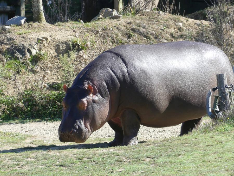 Hippopotame amphibie