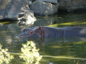 Hippopotame amphibie