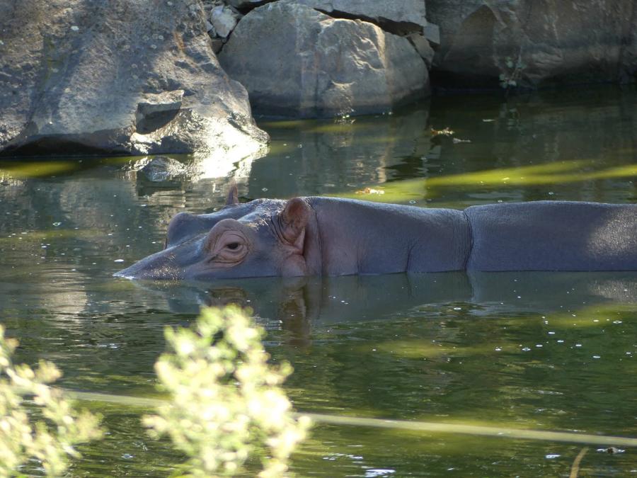Hippopotame amphibie