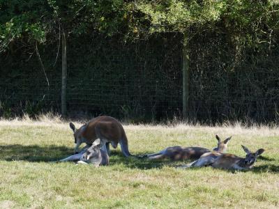 Kangourou roux - 2023