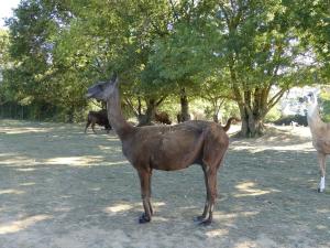 Lama