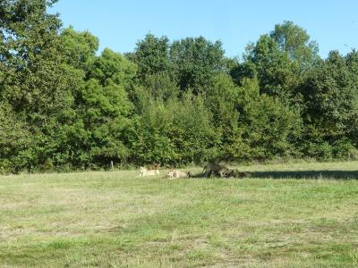 Lion d'Angola - 2023