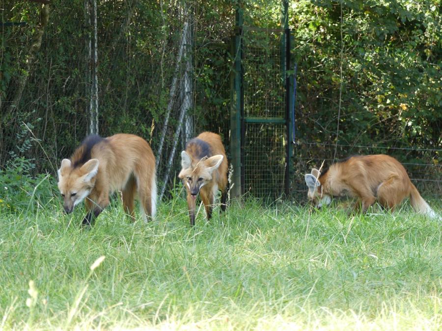 Loup à crinière