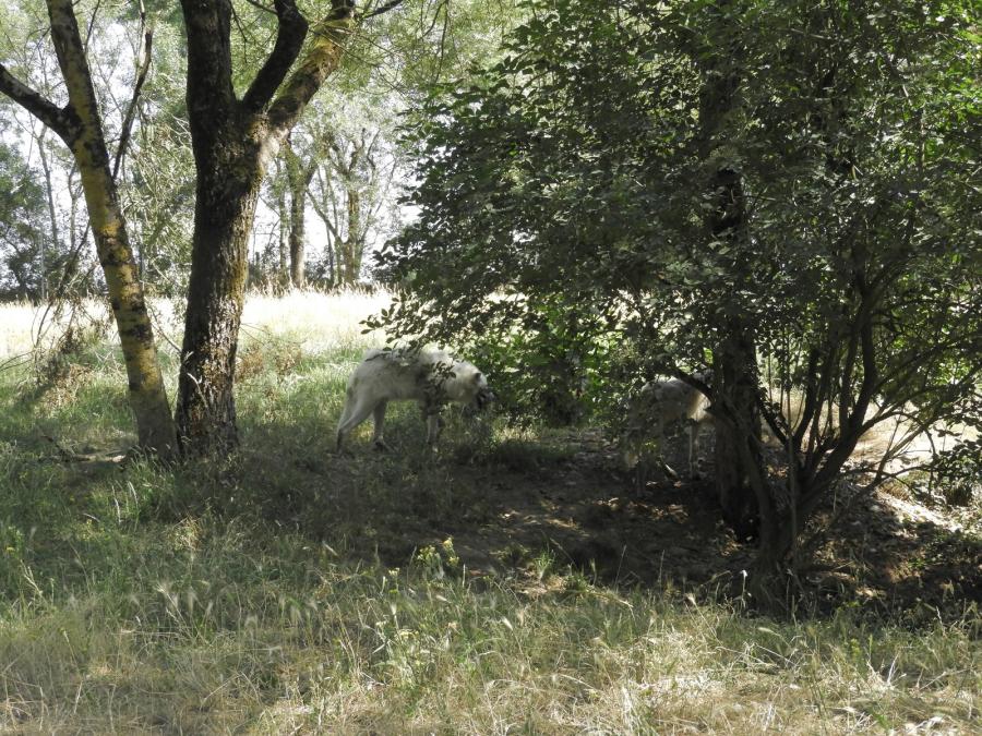 Loup arctique