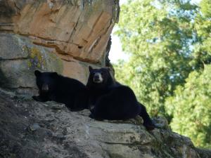 Ours baribal