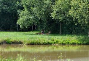 Tigre