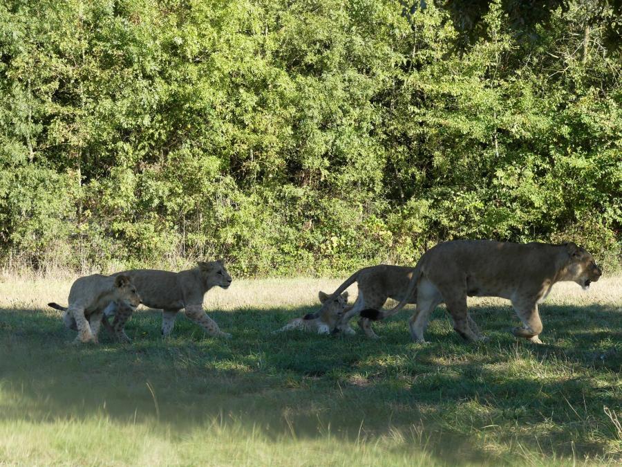 Lion d'Angola