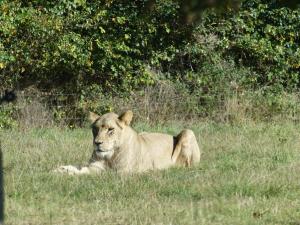 Lion d'Angola