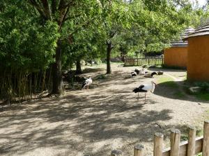 Cigogne blanche