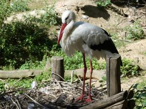 Cigogne blanche