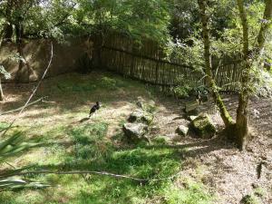 Cigogne d'Abdim