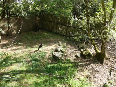 Cigogne d'Abdim - 2023