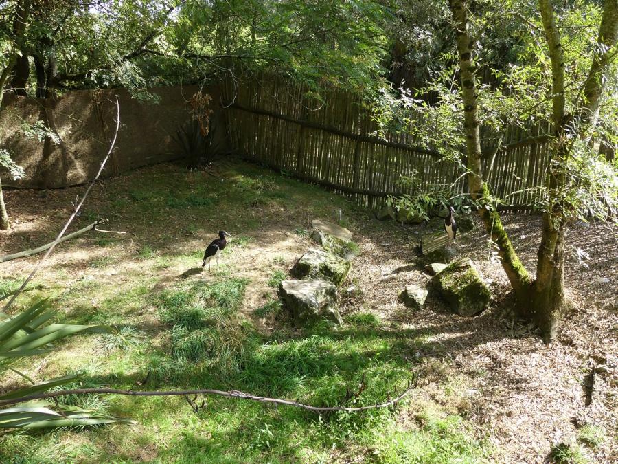 Cigogne d'Abdim