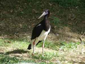 Cigogne d'Abdim