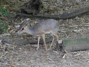 Dik-dik de Kirk