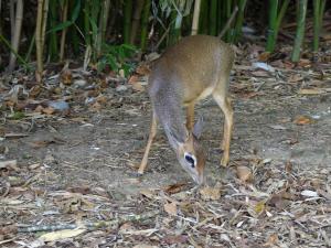 Dik-dik de Kirk
