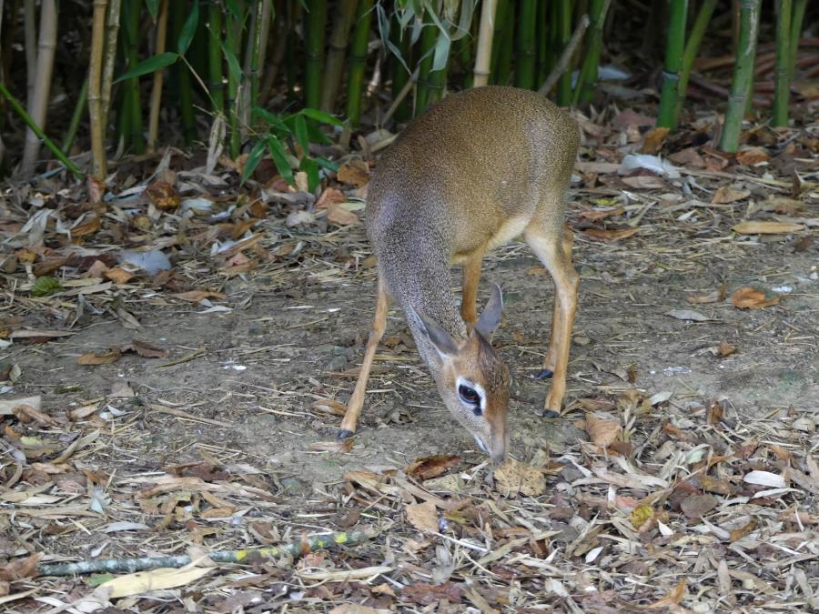 Dik-dik de Kirk