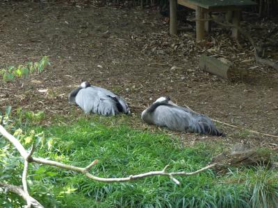 Grue cendrée - 2023