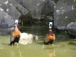 Dendrocygne veuf