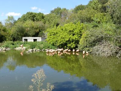 Flamant des Caraïbes - 2023