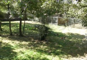 Dhole