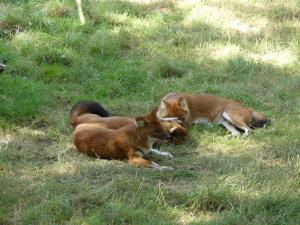 Dhole