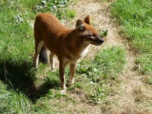 Dhole