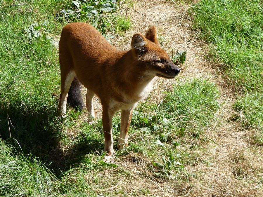 Dhole