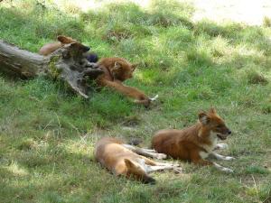 Dhole