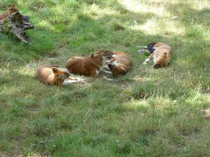 Dhole