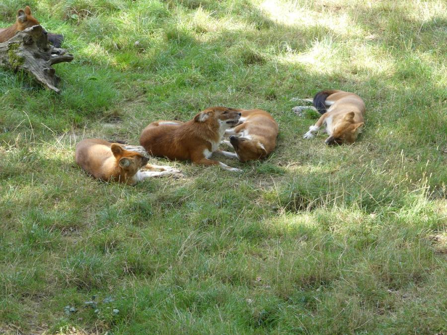 Dhole