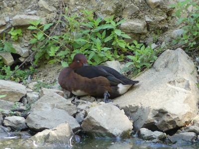 Filigule myroca - 2023