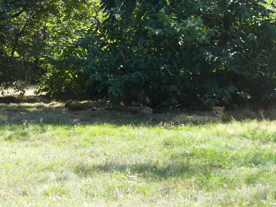 Guépard