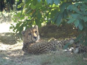 Guépard