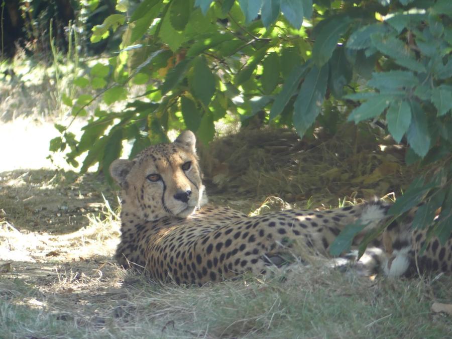 Guépard