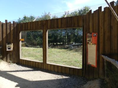 Lion d'Angola - 2023