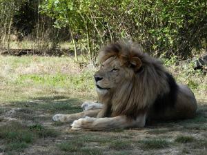 Lion d'Angola