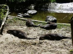 Loutre à pelage lisse