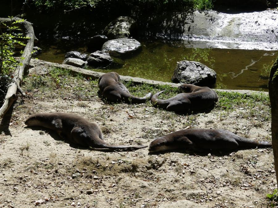 Loutre à pelage lisse