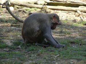 Macaque rhésus