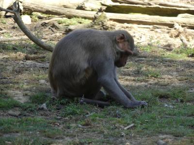 Macaque rhésus - 2023