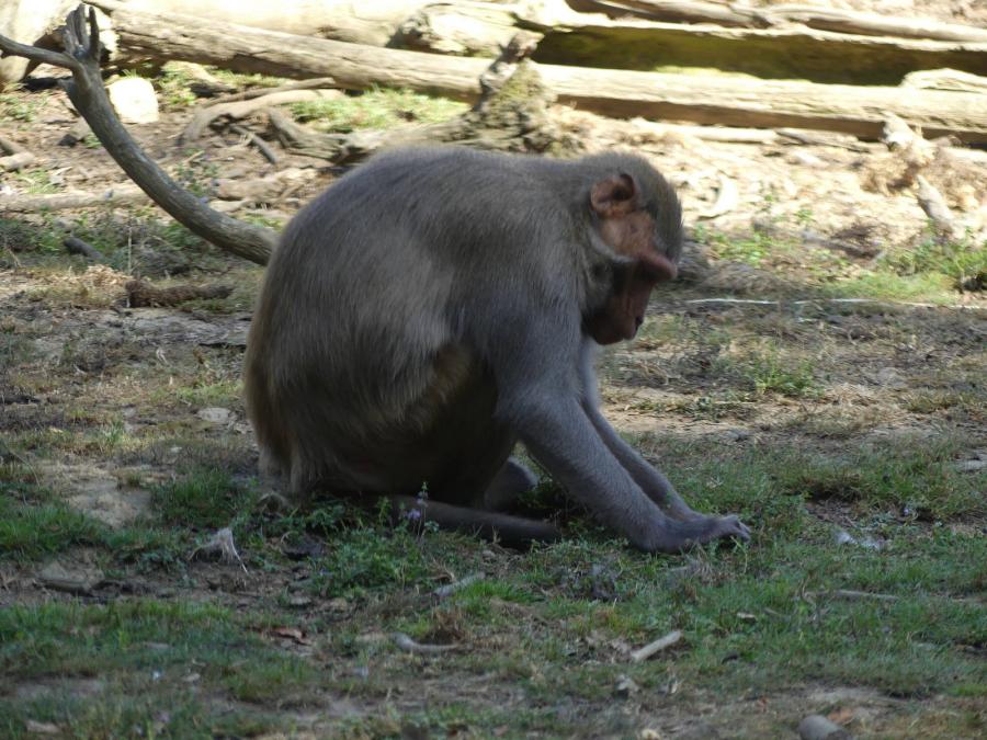Macaque rhésus