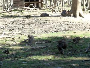 Macaque rhésus
