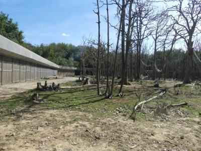 Macaque rhésus - 2023