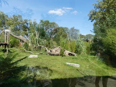 Tigre de Malaisie - 2023