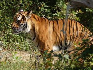 Tigre de Malaisie