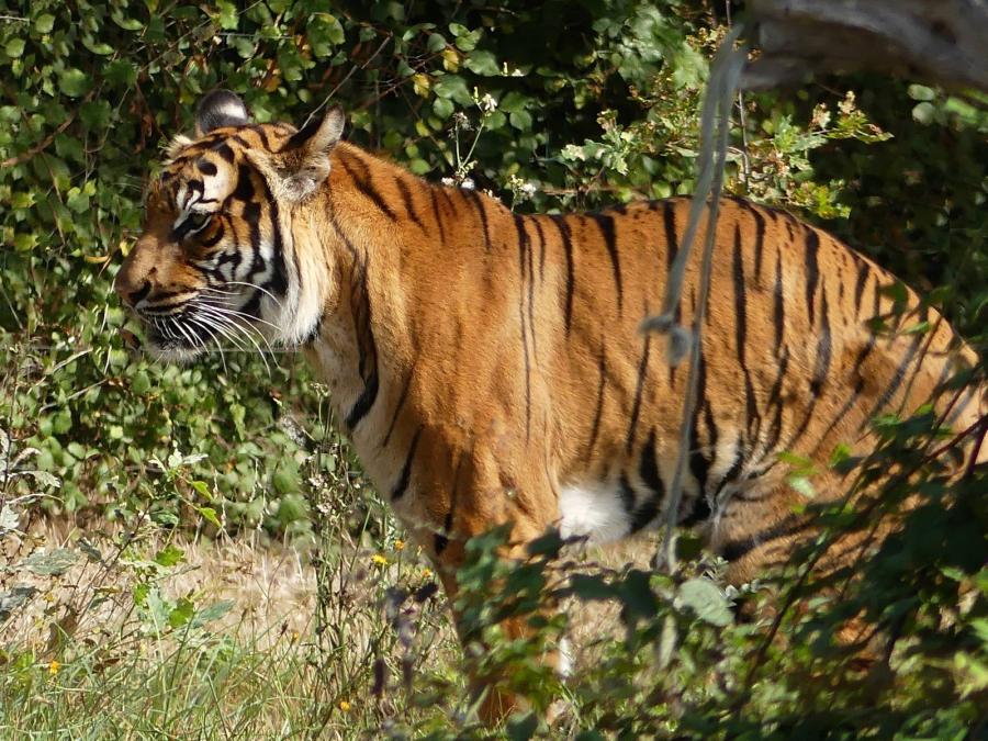 Tigre de Malaisie