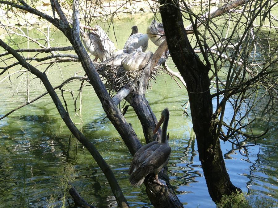 Pélican à bec tâcheté